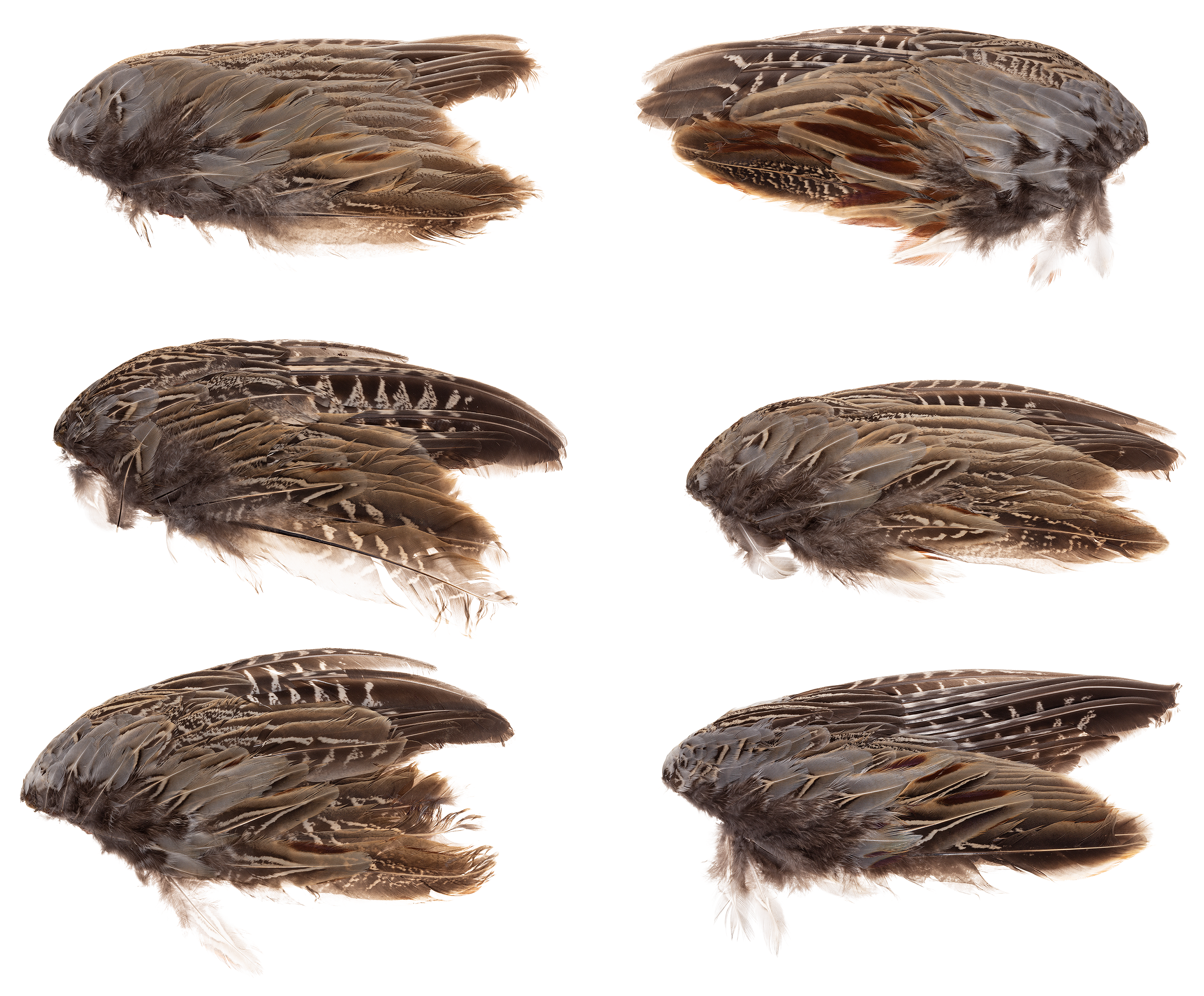 Classic T Designs Wild Pheasant Wings | Cabela's